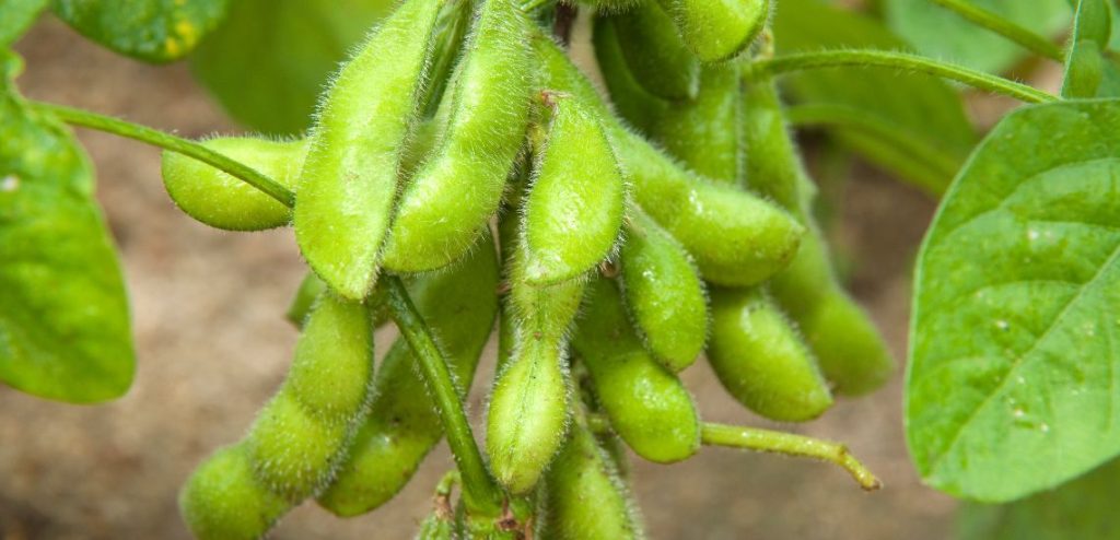 Edamame en Umami Somo